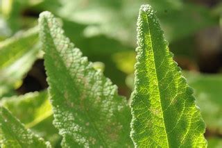 Hummingbird Sage leaves closeup | Plaque reads: "Hummingbird… | Flickr