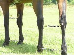 Horse Chestnuts | Equine Chronicle