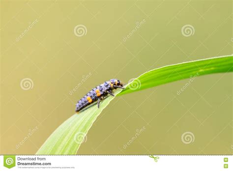 Harmonia axyridis larvae stock image. Image of forestry - 14887151