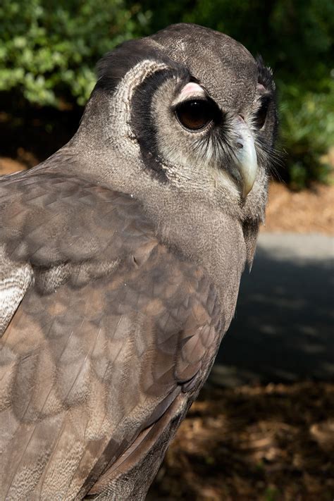 Breeding season for milky eagle owls - Zoo Atlanta