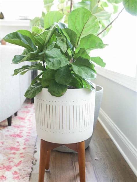 Dwarf Fiddle Leaf Fig Tree Care Tips - Paisley Plants