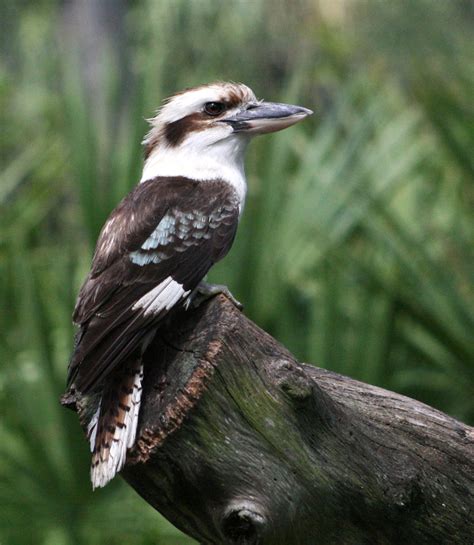 Vickie Henderson Art: Australian Bird Guide Give Away Today!