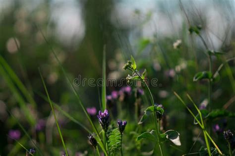 Plants and Flowers in a Forest Glade Stock Photo - Image of light, wildflower: 120390304