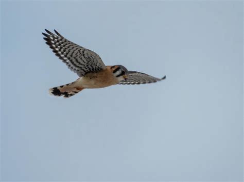 Kestrel Hovering Photograph by Deb Fedeler