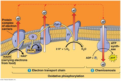 Biology 141 Electron Transport Chain in Cellular Respiration Diagram ...