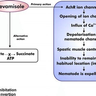 identifies the mechanism of action of levamisole (41). | Download Scientific Diagram