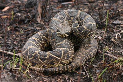 Eastern diamondback rattlesnake | by FWC Research | Rattlesnake, Diamondbacks, Animals