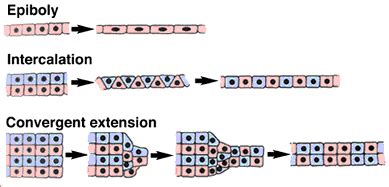 Gastrulation: More Movements