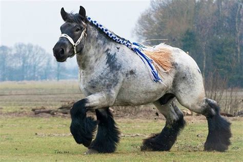 Belgian Brabant Horse - gallop to discover