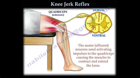 Knee Tendon Reflex Test