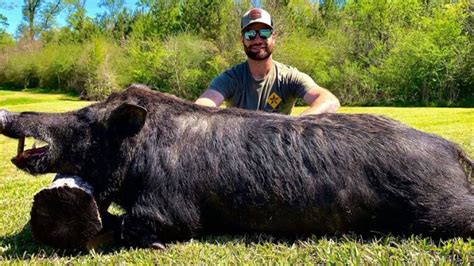 Franklin County hunter shoots monster boar - Mississippi Sportsman