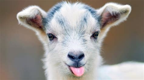 Cute Baby Goat Photos, Videos and Facts - Animal Hype