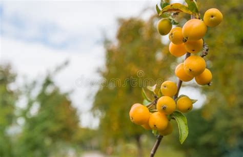 Yellow Crab Apples at a Branch Stock Image - Image of garden, beautiful ...