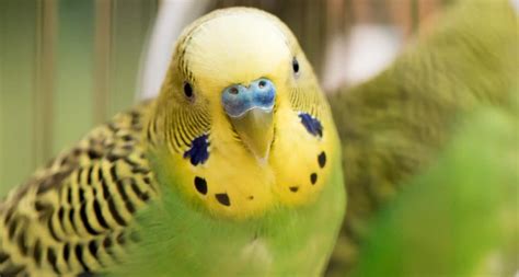 Types Of Parakeets As Pets | appliancearts.com