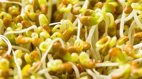 What is the Nutritional Value of Moong Sprouts Per 100g? – NutritionFact.in