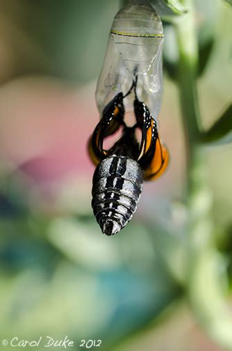 Flower Hill Farm: Monarch Butterfly Life Cycle: A Metamorphosis ~ Part ...