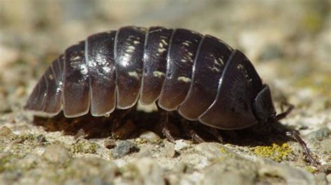 Study Finds ‘Rollie Pollies’ Remove Heavy Metals From Soil, Stabilizing Growing Conditions ...