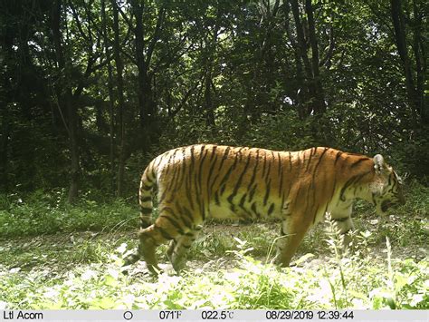 Amur tiger wild photos | WildCats Conservation Alliance