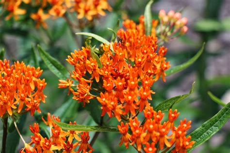 Swamp Milkweed and Butterfly Milkweed - Kerr Center