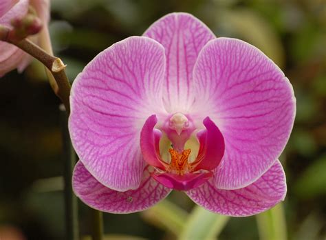 File:Orchid X Doritaenopsis 'Dorado' Flower 2721px.jpg - Wikimedia Commons