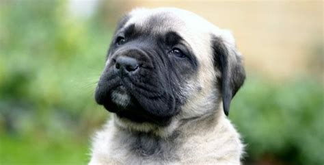 English Mastiff Growth Chart | Weight & Size Chart