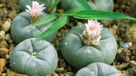 How to Grow Peyote - Plant Instructions