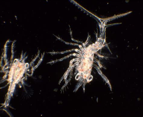 File0834 | Nephrops norvegicus. Larvae | Robert Arnold | Flickr