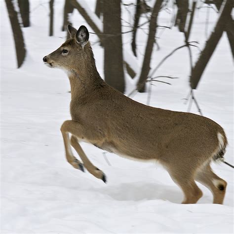 Female white-tailed deer in winter | A white-tailed doe (Odo… | Flickr