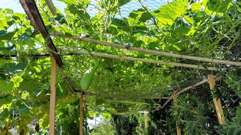 A Hanging Gourd Garden in the Making | Sage's Acre