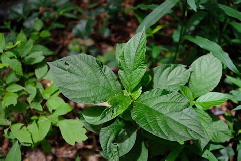 How to Remove Japanese Chaff Flower | Trees Atlanta