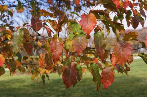 Callery pear (Not recommended) | The Morton Arboretum