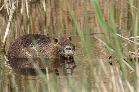 Nutria Rats - Animals of the World - WorldAtlas.com