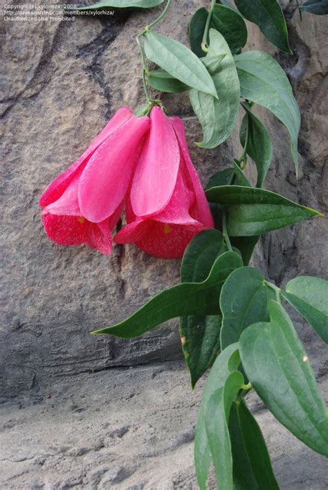 PlantFiles Pictures: Chilean Bellflower (Lapageria rosea) by NCplantsman