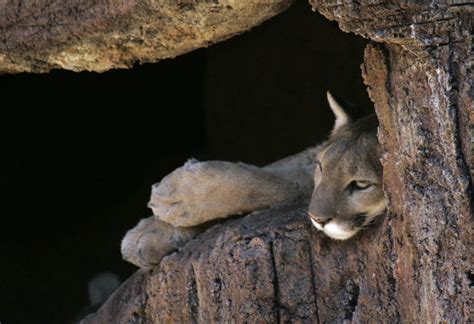 Photos: Animals at the Arizona Sonora Desert Museum