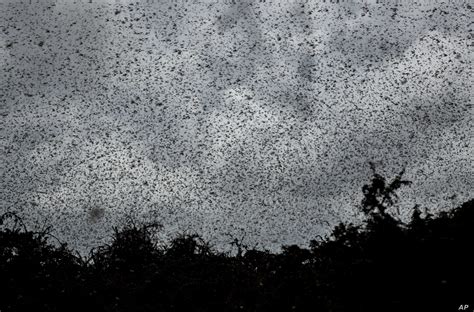 New swarm of locusts invade Uganda, spread to three districts