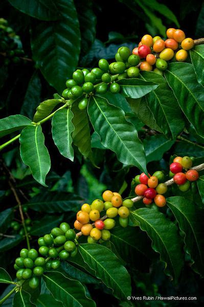 Kona Coffee Beans On Two Branches – Hawaiipictures.com