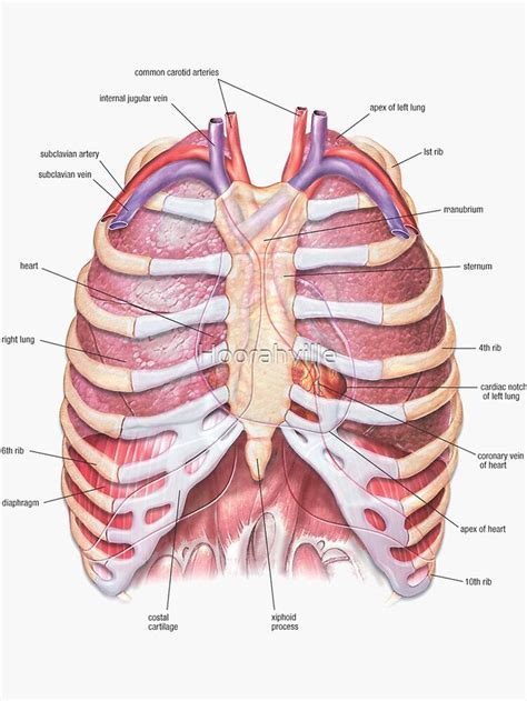 "Chest Anatomy - Human Body" Sticker for Sale by Hoorahville | Human ...