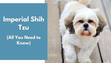 Imperial Shih Tzu - All Information You Need To Know - AnimalFate