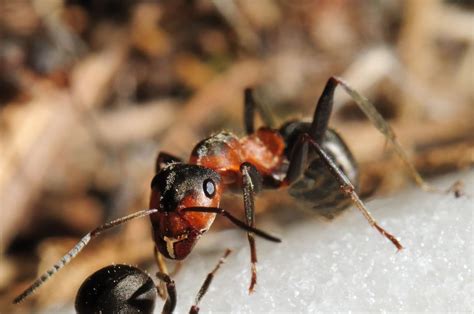 Great Ant Removal Tips - Home Remodelling Online