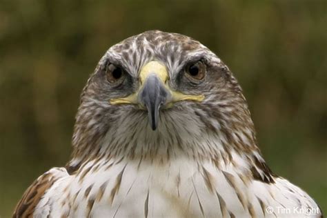 native american symbolism...i see hawks a lot...looks like my maker has high expectations of me ...