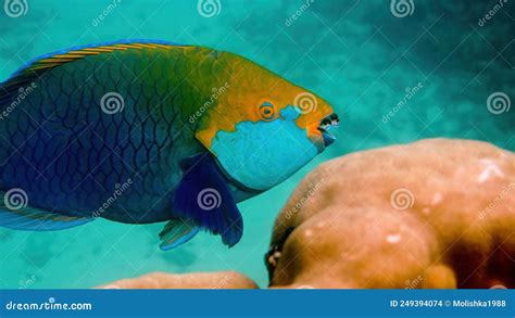 Underwater Photo of Blue Queen Parrotfish Swimming among Coral Reef Stock Photo - Image of ...