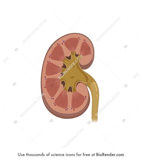 Free Kidney (cross-section 2) Icons, Symbols & Images | BioRender