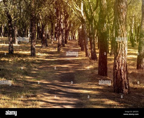 path of a dry forest due to climate change. hd image Stock Photo - Alamy