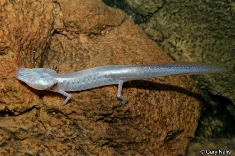 Texas blind salamander - Alchetron, The Free Social Encyclopedia