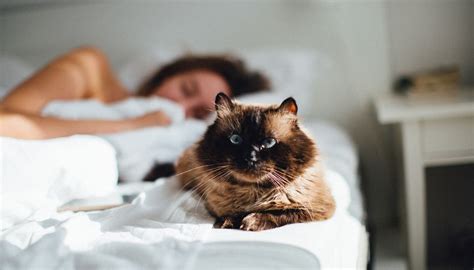 Why Do Cats Sleep Next to Their Owners? (2022) 7 Reasons I Discerning Cat