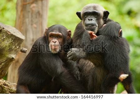 Chimpanzee Stock Photos, Images, & Pictures | Shutterstock