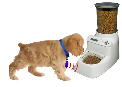 Best Automatic Dog Feeder For Large Dogs - Dog N Treats