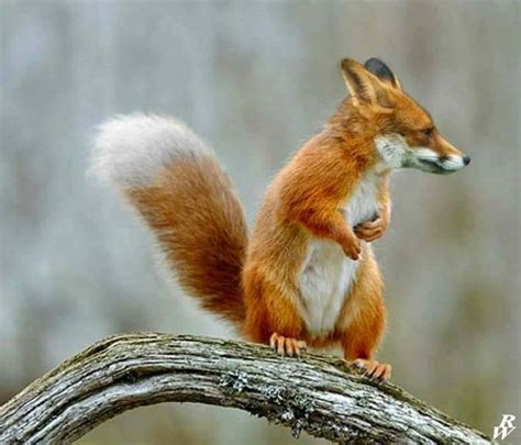 TOP 26 funny photoshopped photos of two animals combined together