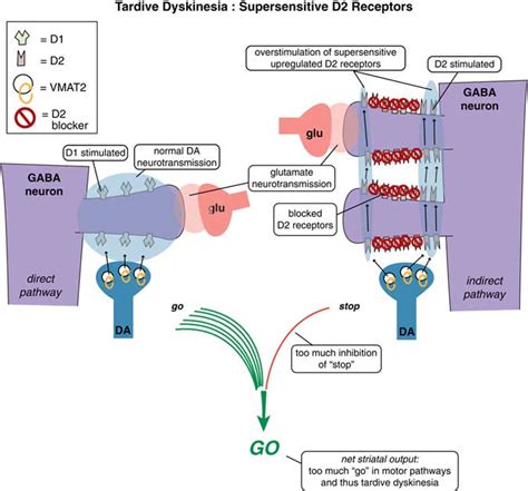 Mechanism of action of vesicular monoamine transporter 2 (VMAT2 ...