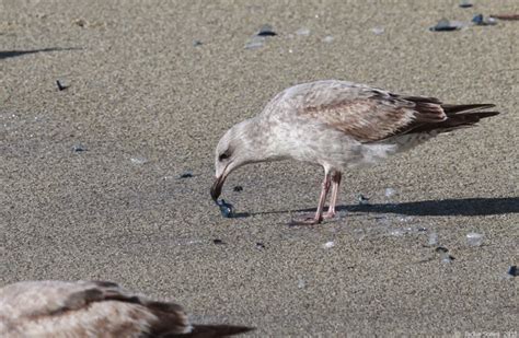 The Natural History of Bodega Head: Do they sting when they go down?